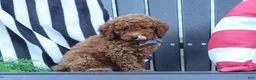 Miniature Poodle dogs for sale: Duke - Ad 4