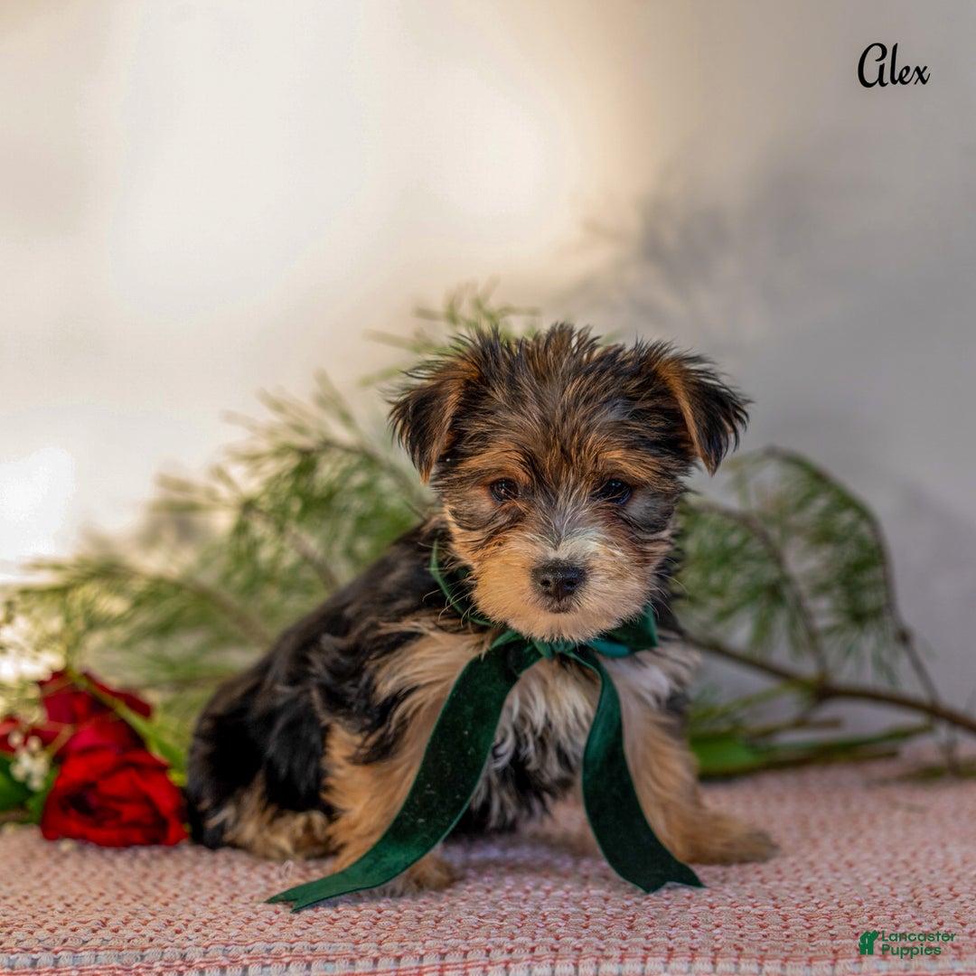 Morkie dogs for sale: Alex - Ad 5