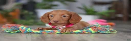 Miniature Dachshund dogs for sale: Lily - Ad 5
