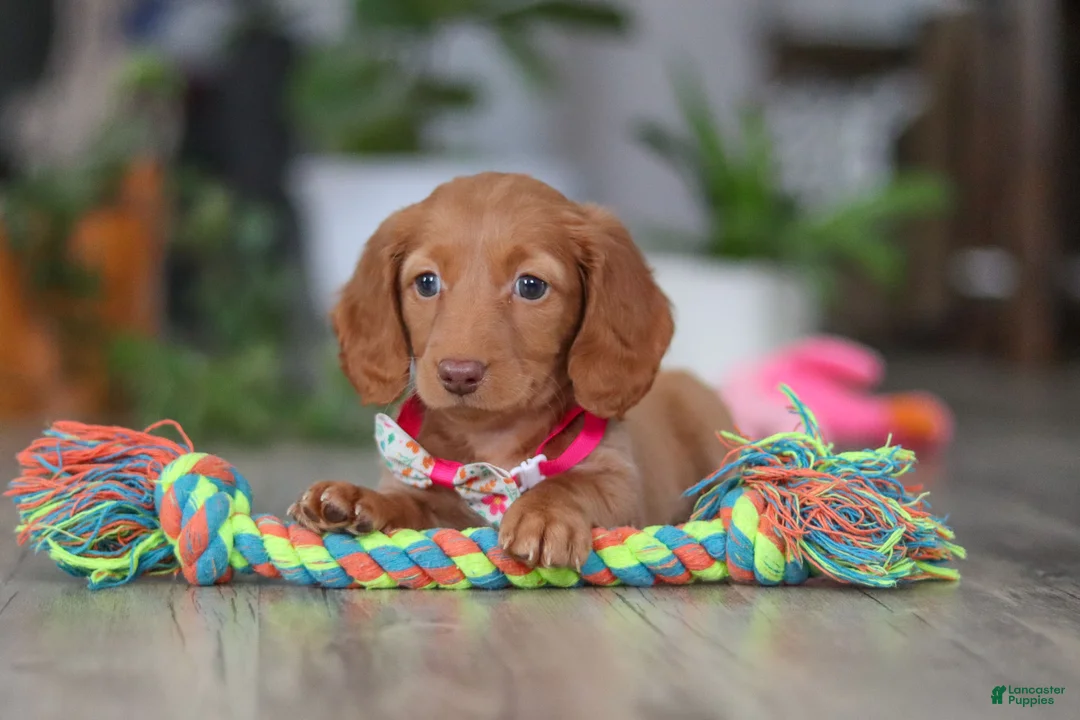 Miniature Dachshund dogs for sale: Lily - Ad 5