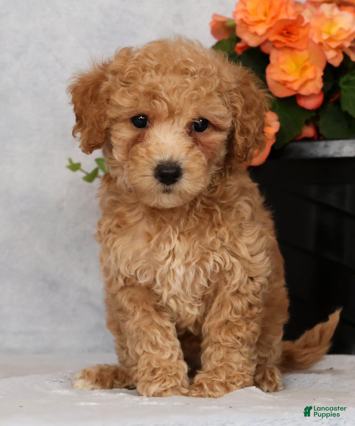 Bichpoo dogs Glory - Ad 1