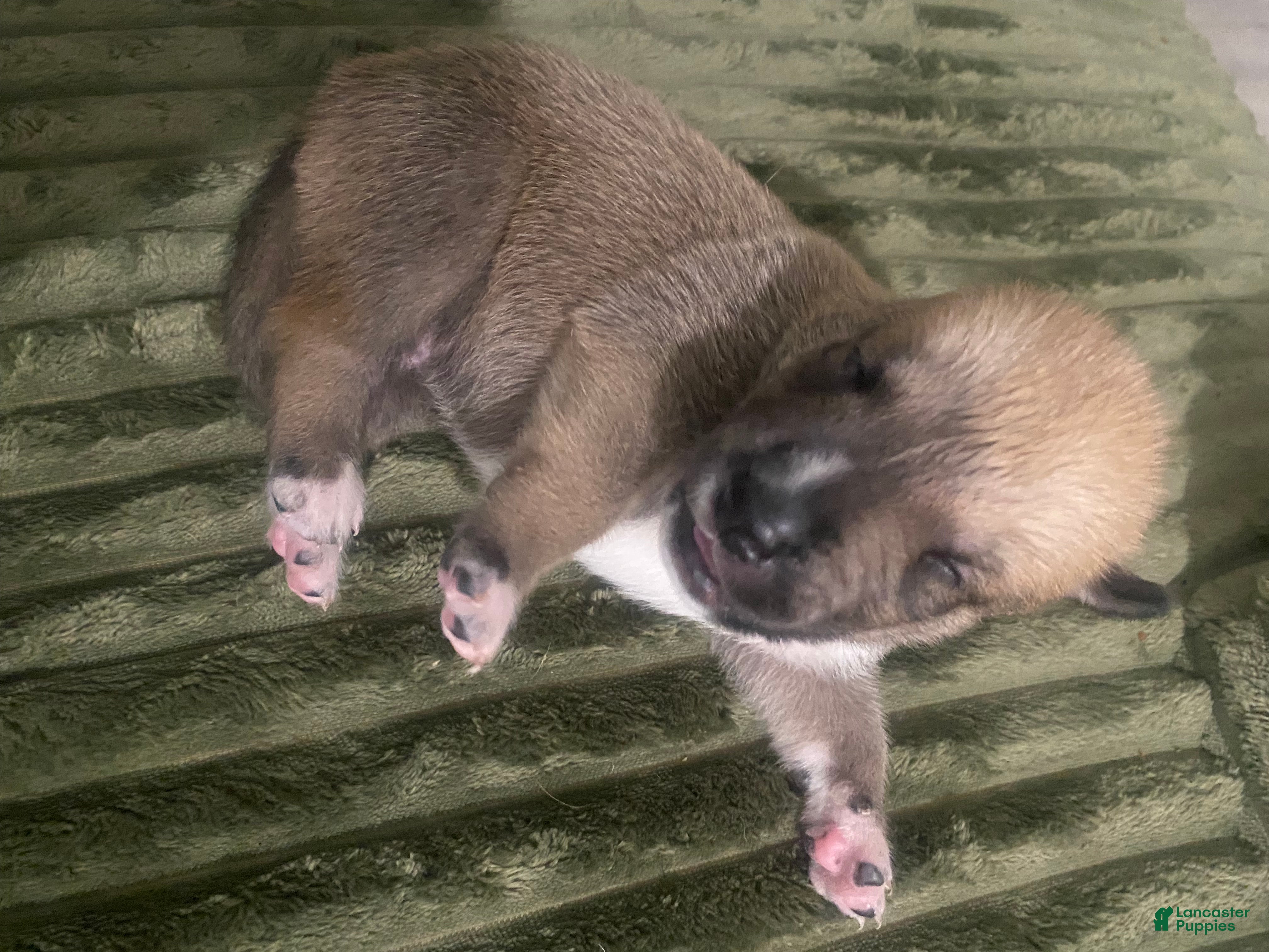 Mixed Breed dogs ICE - Ad 42