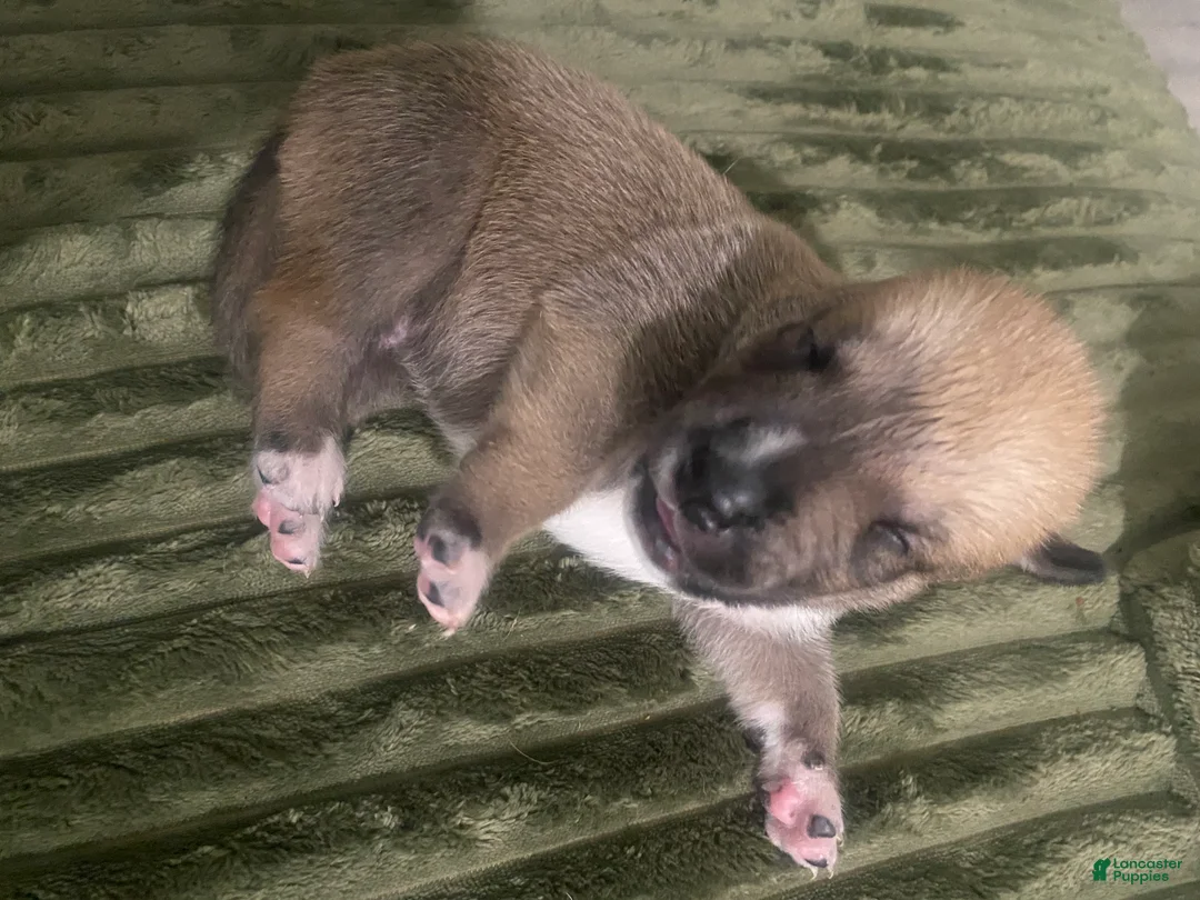 Mixed Breed dogs for sale: ICE - Ad 1