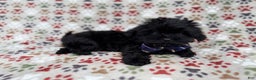 Shihpoo dogs for sale: Binx - Ad 4