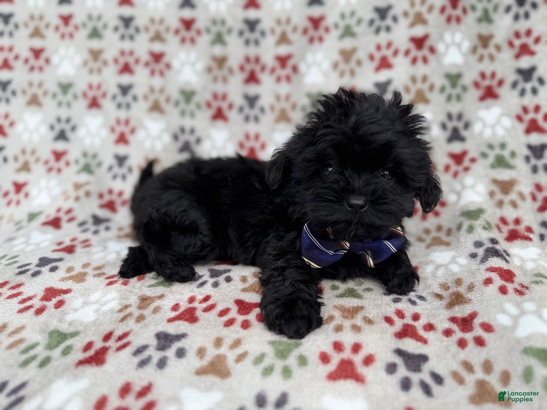 Shihpoo dogs for sale: Binx - Ad 4