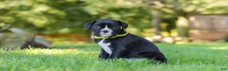 Boxer dogs for sale: Deisel - Ad 4