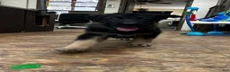 German Shepherd dogs for sale: Green - Ad 1