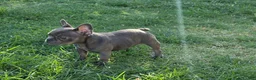 French Bulldog dogs for sale: French Bulldog 1 - Ad 5