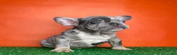 French Bulldog dogs for sale: Otto - Ad 4