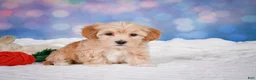 Maltipoo dogs for sale: callie - Ad 9