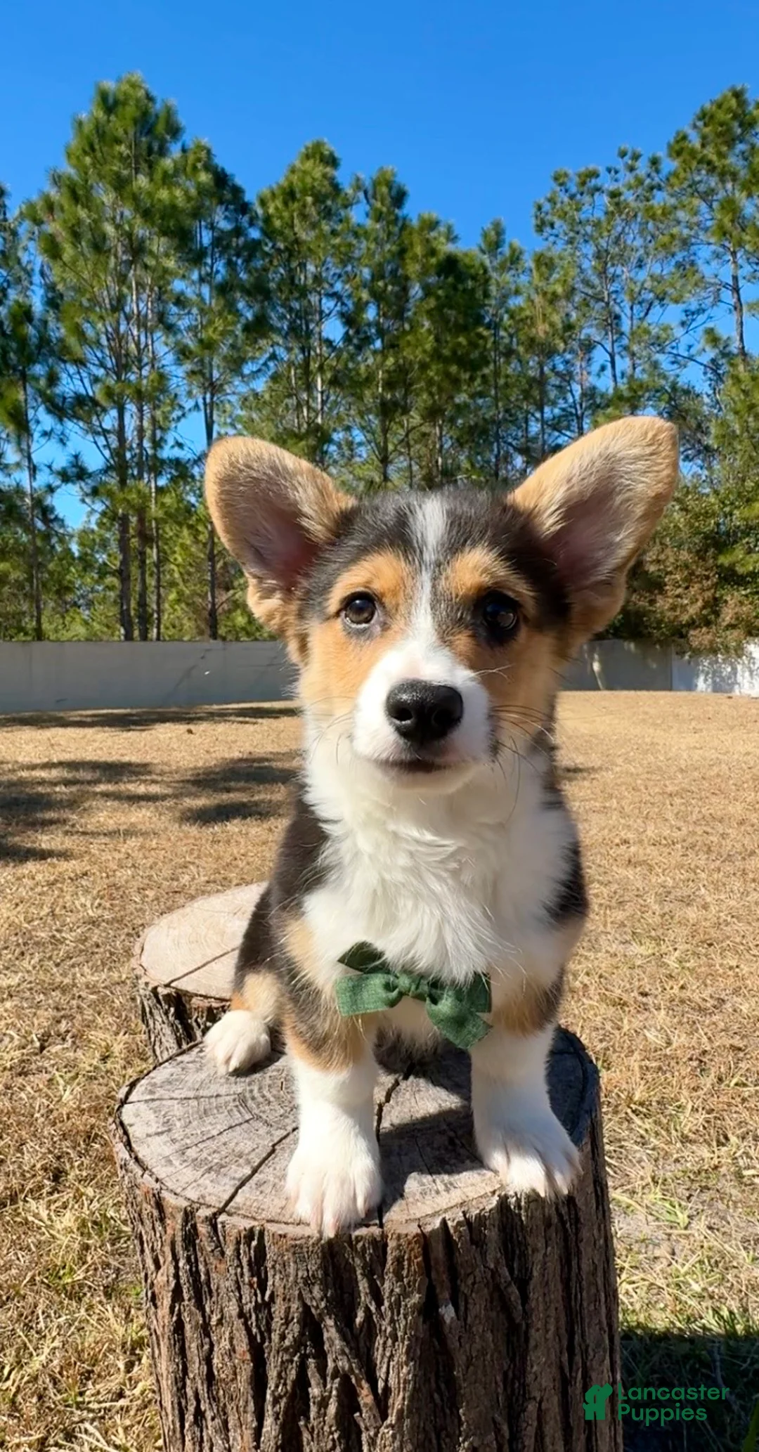 Mixed Breed dogs for sale: Summer - Ad 6