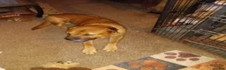 Mixed Breed dogs for sale: Mixed Breed 2 - Ad 3
