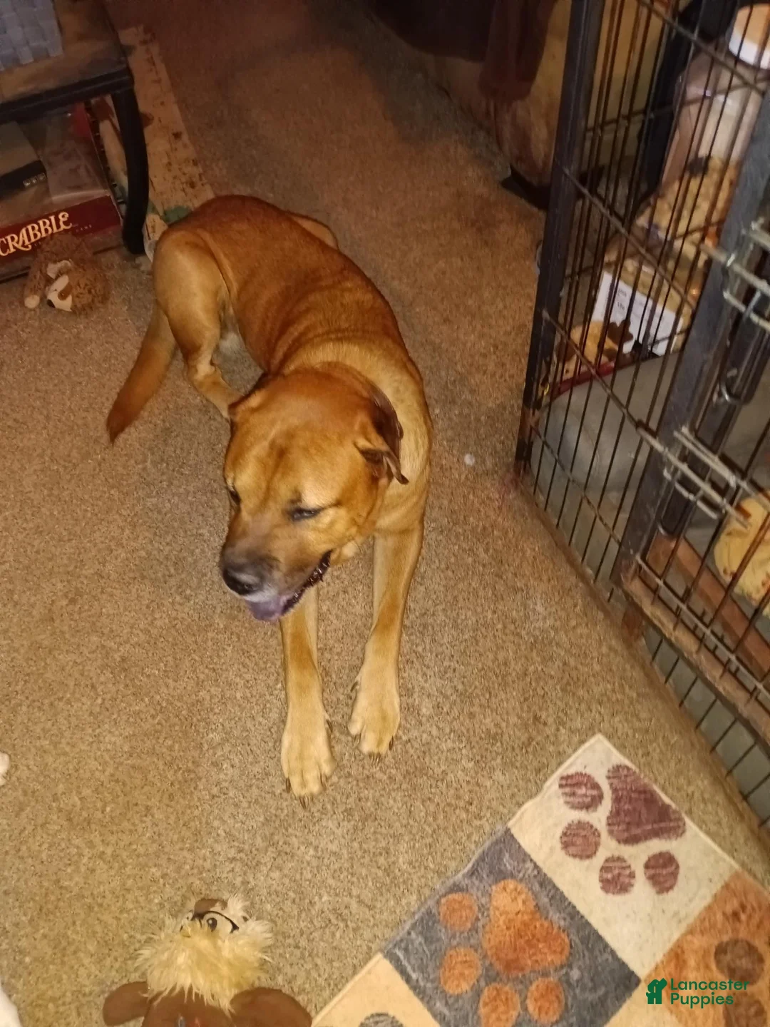 Mixed Breed dogs for sale: Mixed Breed 2 - Ad 3