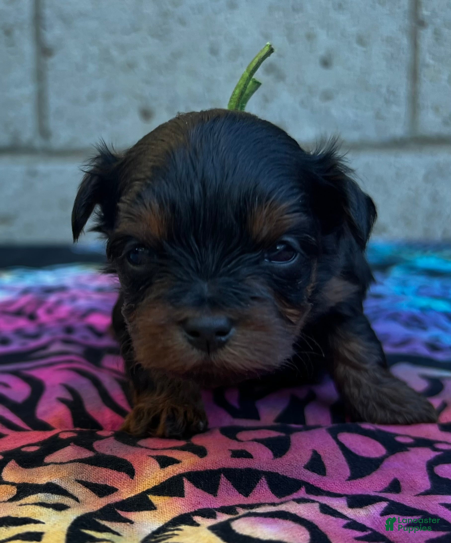Yorkiepoo dogs Cole - Ad 13