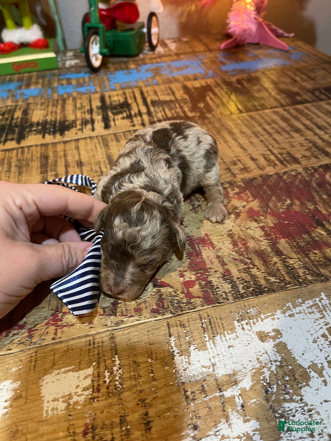 Miniature Poodle dogs for sale: Miniature Poodle Puppy 1 - Ad 33