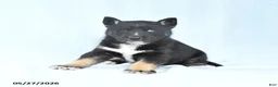 Gerberian Shepsky dogs for sale: Flash - Ad 4