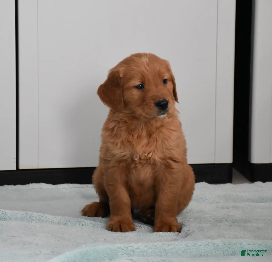 Golden Retriever dogs for sale: Tucker Genetic/OFA - Ad 15