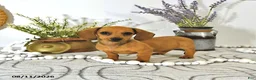 Miniature Dachshund dogs for sale: Amber - Ad 2