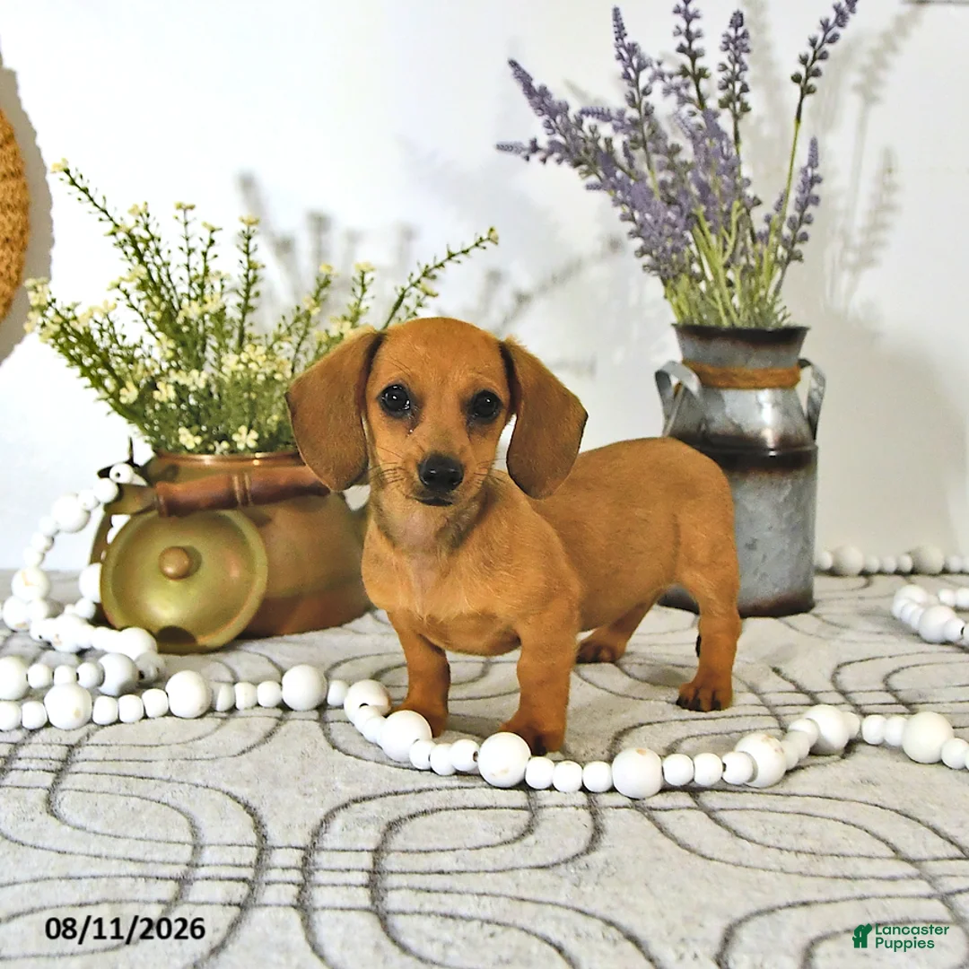 Miniature Dachshund dogs for sale: Amber - Ad 2