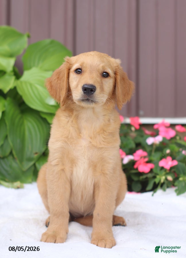 Golden Retriever dogs Tasha - Ad 2