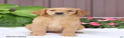 Golden Retriever dogs for sale: Tasha - Ad 3