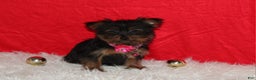 Yorkshire Terrier dogs for sale: Debbie - Ad 5
