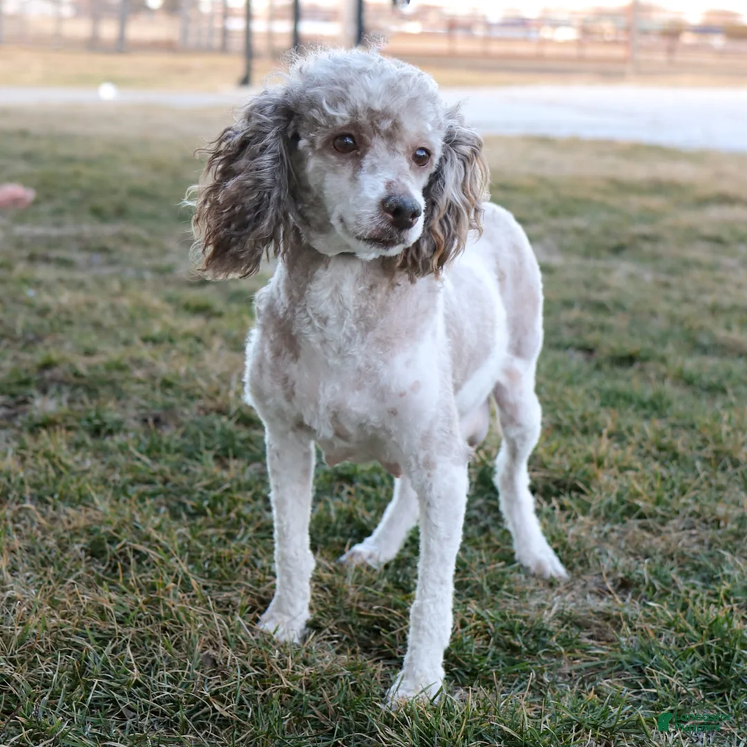 Cavapoo dogs for sale: Caramel - Ad 3