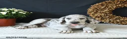Great Dane dogs for sale: Bo  - Ad 9