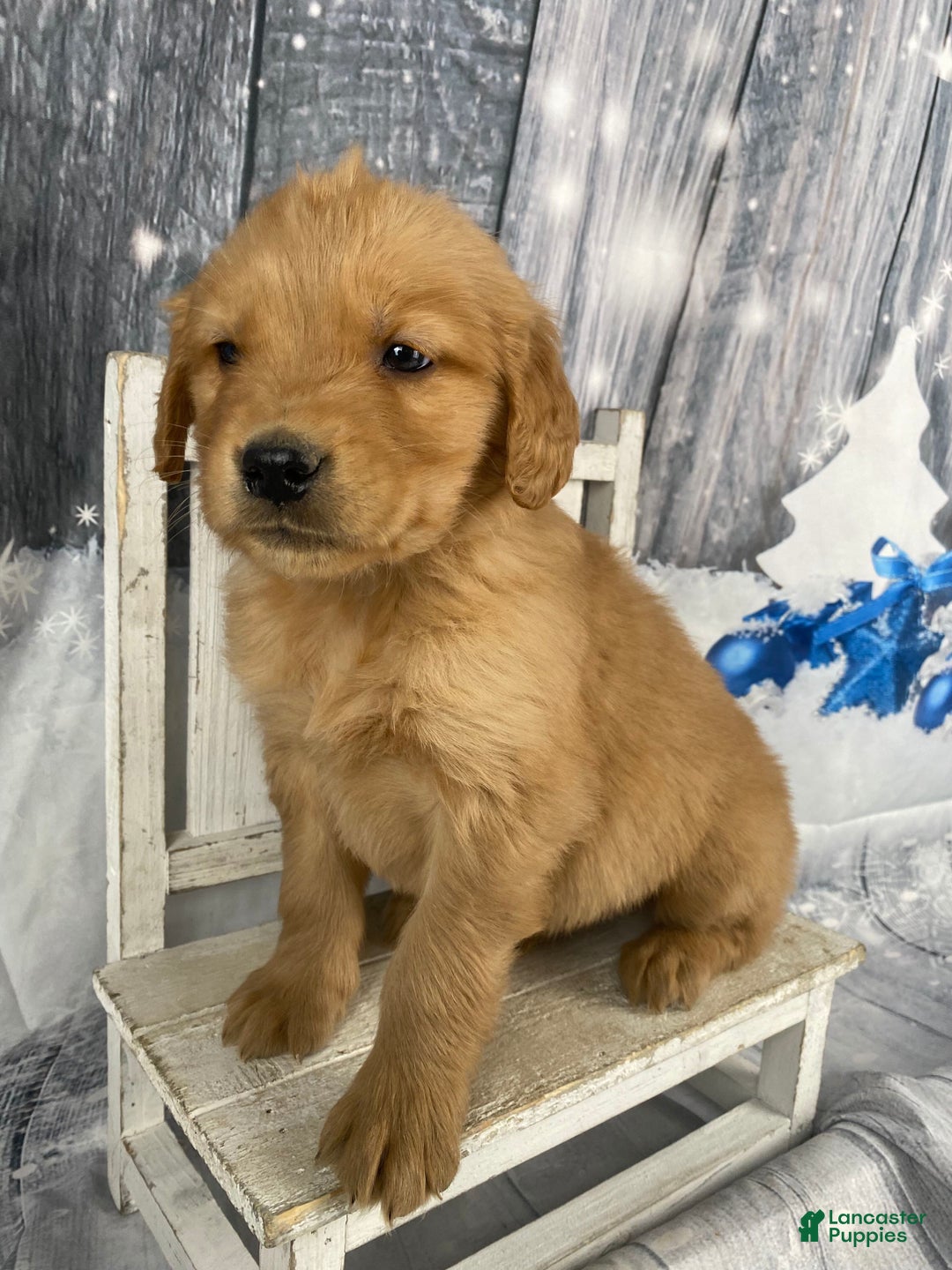 Golden Retriever dogs for sale: Moe - Ad 6