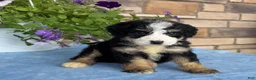 Mini Bernedoodle dogs for sale: Casey - Ad 2