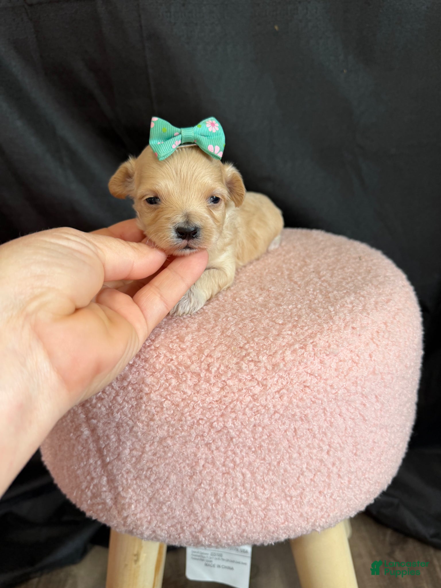 Maltipoo dogs for sale: Maltipoo! Turquoise Bow! - Ad 9