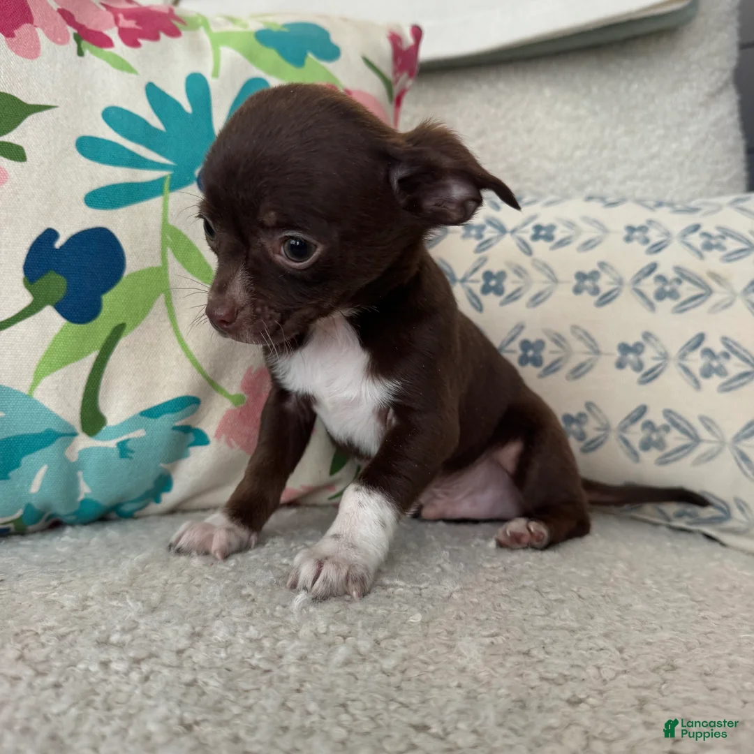 Chihuahua dogs for sale: Juan - Ad 5