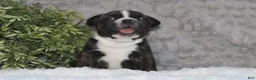 Boston Terrier dogs for sale:    GAVEN    *AKC* - Ad 7