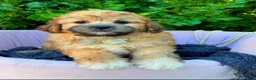 Shihpoo dogs for sale: Sebastian - Ad 3