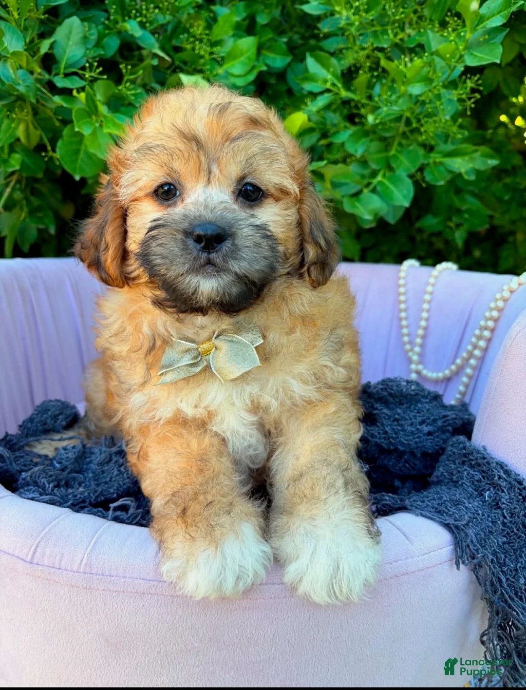 Shihpoo dogs for sale: Sebastian - Ad 3