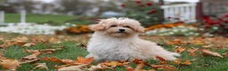 Havapoo dogs for sale: Nicole - Ad 4