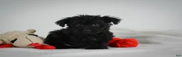 Yorkiepoo dogs for sale: Abby - Ad 10