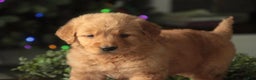 Golden Retriever dogs for sale: Sarge - AKC  - Ad 7