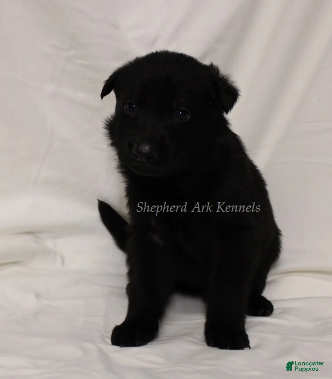 German Shepherd dogs for sale: German Shepherd Puppy 2 - Ad 1