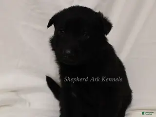 German Shepherd dogs German Shepherd Puppy 2 - Ad 42