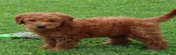 Mini Goldendoodle dogs for sale: Bonita - Ad 3