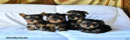 Yorkshire Terrier dogs for sale: Bear - Ad 5