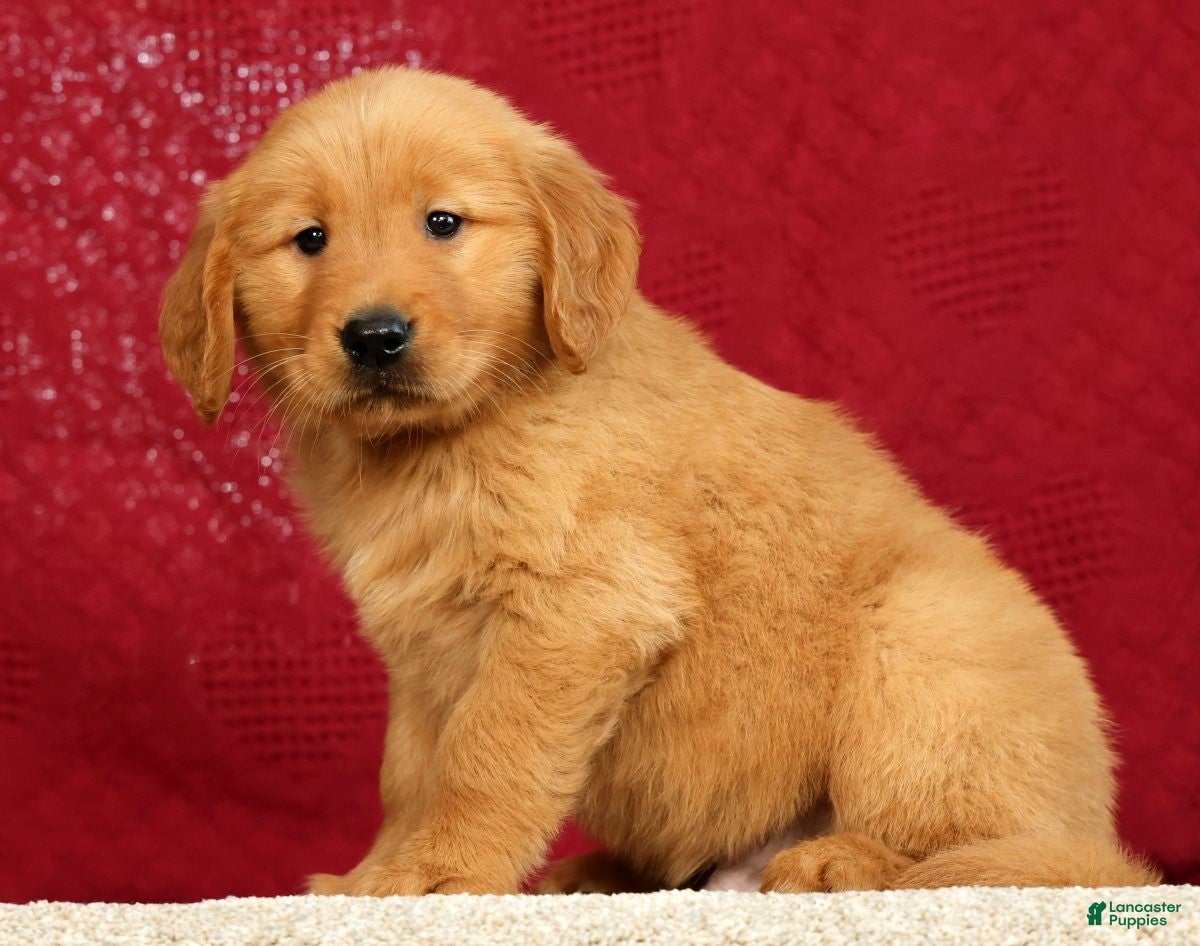 Golden Retriever dogs for sale: Rhyss - Ad 1