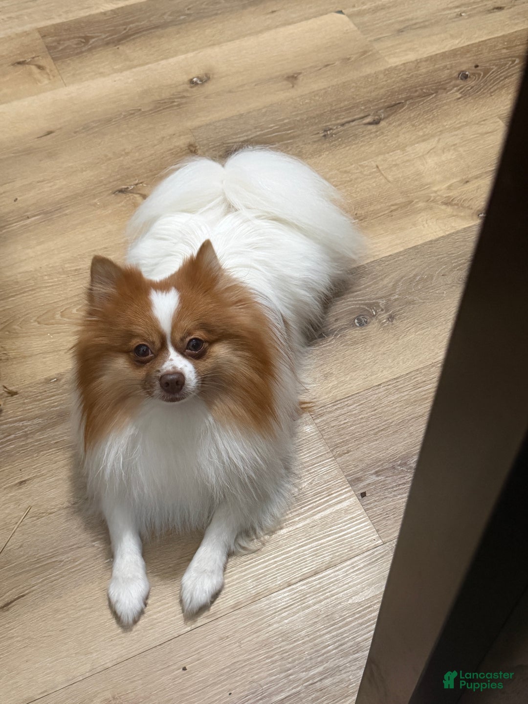 Pomeranian dogs for stud: Number of litters 3 - Ad 3