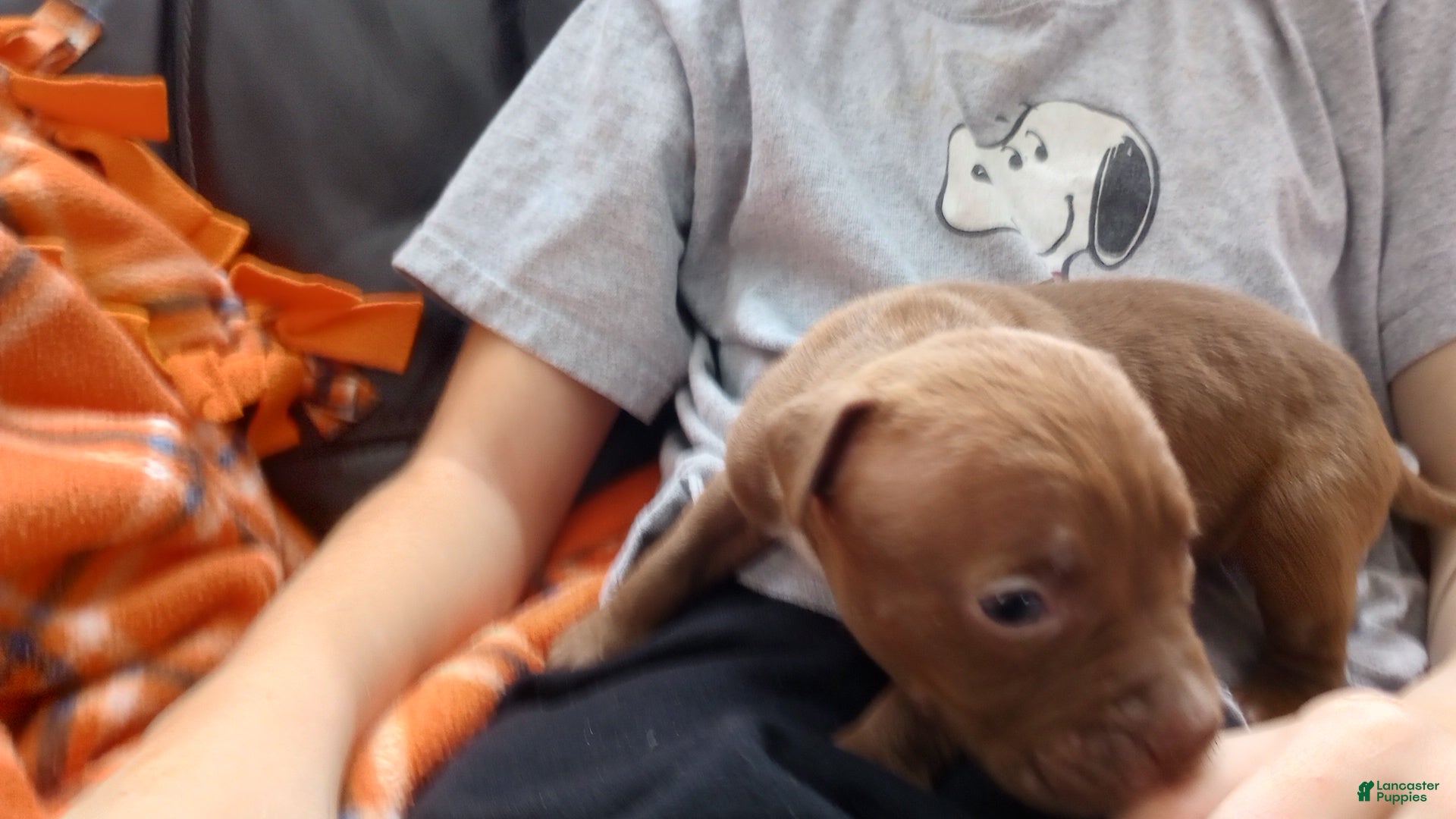 American Bully dogs Jax Forrest - Ad 37