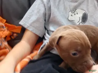 American Bully dogs Jax Forrest - Ad 37