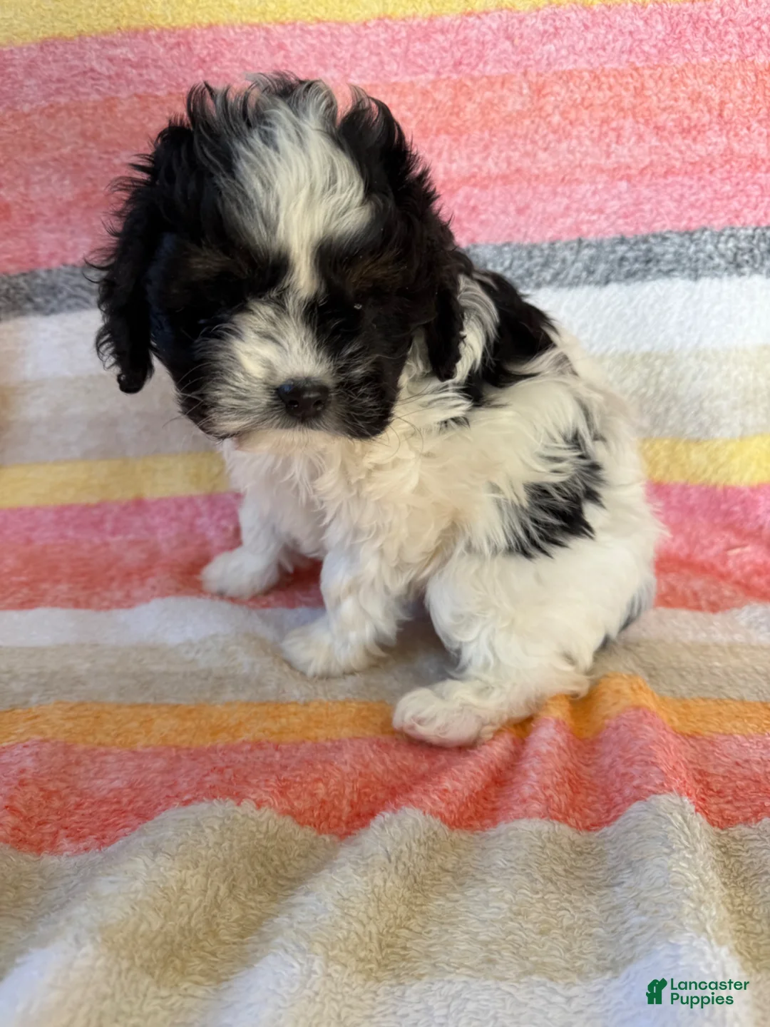 Cavapoo dogs for sale: Amber - Ad 3
