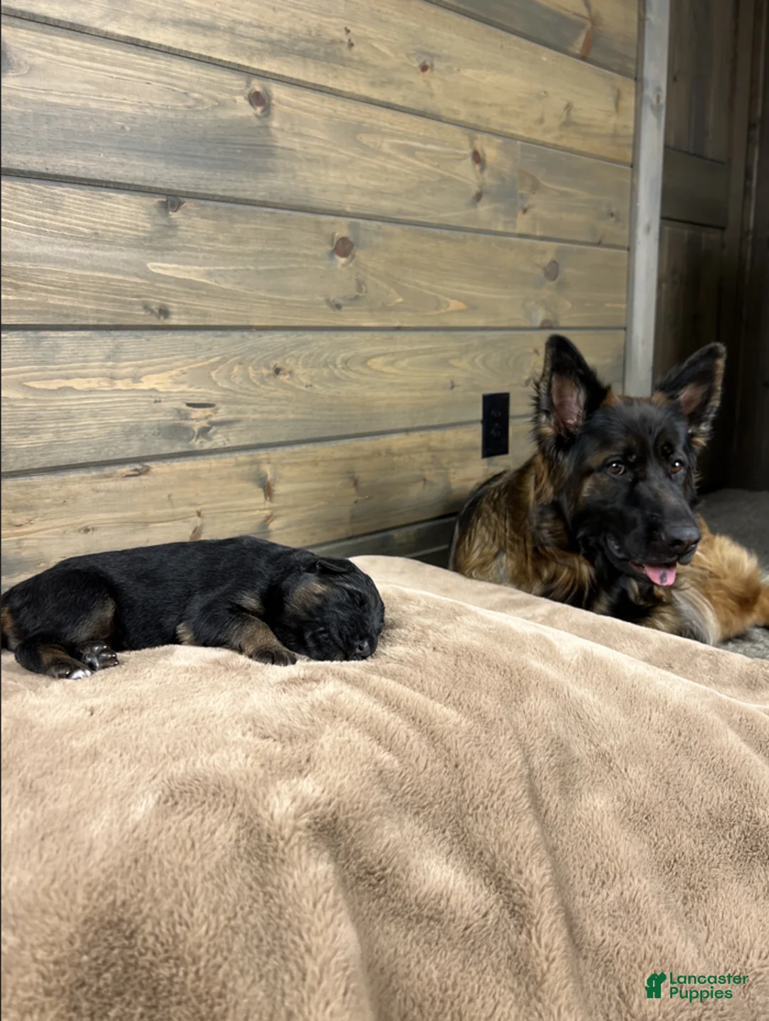 German Shepherd dogs for sale: Caleesi - Ad 7
