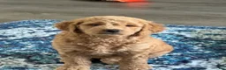 Goldendoodle dogs for sale: Waffle - Ad 14