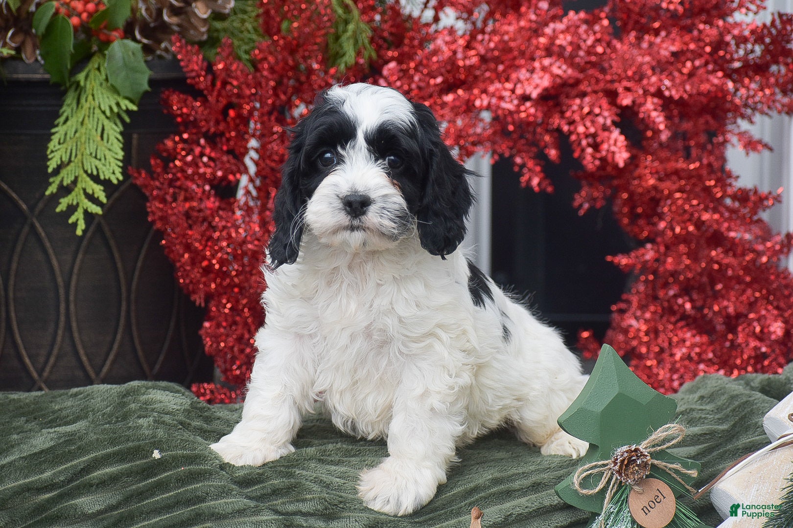 Cockapoo dogs Myrn  - Ad 1